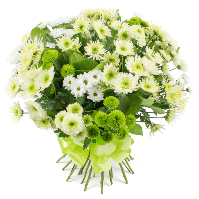 A beautifully composed bouquet of chrysanthemums in white, creamy off-white, and vivid lime green is presented against an immaculate white background, much like a display in a refined Mill Hill flower studio. The hand-tied arrangement is densely packed and rounded, the flowers gathered so closely that they form a soft, cushion-like dome. Dominating the bouquet are generous chrysanthemum heads in shades of white and cream, their numerous slender petals arranged in layered whorls around centres tinged with pale green or warm yellow, creating a plush, almost velvety effect. Threaded between these are sprays of smaller, daisy-like chrysanthemums, their simple white petals and bright green centres lightening the composition and adding a sense of breathability, as if echoing the gentle breezes that move through Mill Hill Park. Standing out among the softer hues are clusters of lime-green pompon chrysanthemums, sometimes called button or Santini mums. These blooms appear as neat spheres, each densely built from tiny petals, offering a striking contrast in both shape and colour that gives the bouquet a modern, stylish character. Dark green foliage is woven subtly through the flowers, its slightly serrated leaves peeking out here and there, grounding the design with a natural, garden-fresh note. At the bottom of the arrangement, the stems are aligned in a straight, tidy bundle, their clean cut ends just visible beneath a wide lime-green satin ribbon. This ribbon is tied into an elaborate bow with several loops, its smooth, glossy surface catching the light and mirroring the brightness of the green pompons. The bouquet radiates calm, hope, and quiet joy, perfectly suited for sending sympathy, saying thank you, or welcoming new beginnings in homes across Mill Hill and nearby residential streets.