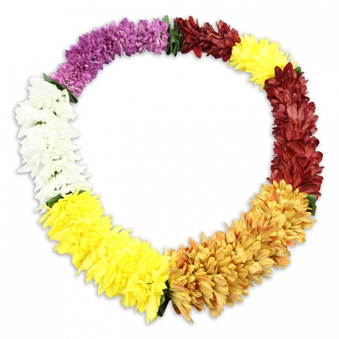 A colourful lei is displayed in a closed oval shape at the centre of a bright white backdrop, its form clean and symmetrical, inviting the eye to follow its unbroken loop. The lei is crafted from a multitude of artificial flowers that mirror the shape and texture of small chrysanthemums, their petals densely layered and slightly ruffled so that the garland appears thick, tactile, and comforting-exactly the kind of detail many families in Mill Hill appreciate when selecting a floral tribute. Moving clockwise from the upper left, the lei begins with a substantial run of deep, regal purple flowers that instantly communicate a sense of ceremony and reverence. This section transitions into a shorter stretch of crisp white blooms, creating a moment of visual stillness and purity within the design. From there, the white gradually yields to bright, sunshine yellow blossoms that convey gentle optimism, then continue into a richer golden yellow and amber tone that feels warm and enveloping, like sunlight over the open spaces of Mill Hill Park or Arrandene. These golden hues slowly darken into a length of reddish-brown and maroon flowers, grounding the lei in earthy, reflective tones often chosen for funeral sprays, wreaths, and tributes. As the circle nears completion, a final, smaller segment of bright yellow reappears, echoing the earlier cheerful note and symbolically bringing light back into the design. Small, dark green fabric leaves peek out at several of the transition points, subtly marking the changes in colour while hinting at the careful craftsmanship behind the piece. The flowers are evenly spaced and uniformly plump, with rich, unwavering colour, signifying that the lei is made from durable artificial materials that will remain fresh-looking throughout a service or graveside farewell. A soft, diffused shadow beneath the garland adds dimension, gently lifting it from the white ground so it seems almost ready to be lifted and carried. The result is a tribute that merges the celebratory roots of Hawaiian leis with the thoughtful, tender tone appropriate to a funeral or remembrance service in the Mill Hill community.