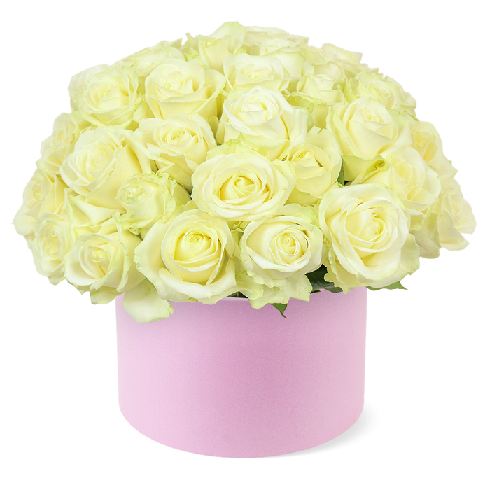 A chic, round hat box arrangement dominated by creamy roses is captured in clear, even light against a spotless white backdrop, allowing every nuance of petal and colour to show. The container is a pastel pink cylinder with a smooth, matte appearance, the sort of refined finish commonly chosen for premium rose boxes and celebratory gifts across Mill Hill. Rising from this soft pink base, a rich dome of roses fills the upper half of the image, the blooms arranged so closely that their petals nearly touch in every direction. Each rose is wonderfully detailed: outer petals display a calm cream shade that shifts toward pale ivory, while the centres reveal subtle hints of pastel yellow, giving a sense of warmth and newness. The flowers appear carefully conditioned and fully hydrated, with no signs of bruising, reflecting the practiced care of a local florist who might prepare such a piece for a milestone anniversary or an elegant home in the leafy streets near Mill Hill Park. A minimal edge of dark green foliage peeks out around the base of the dome, providing a delicate frame that draws the eye back to the roses. The entire arrangement forms a nearly perfect hemisphere, suggesting thoughtful placement of stems at varying heights to achieve symmetry and fullness. Because the background is completely uncluttered, attention remains on the interplay between the soft pink box and the light-toned blooms. The effect is both modern and timeless, ideal for conveying heartfelt sentiment without ostentation, a floral gesture that feels at home in the calm, residential character of Mill Hill.