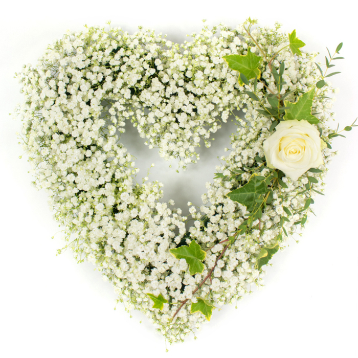 A carefully constructed heart-shaped memorial arrangement, photographed on a stark white background so each botanical element is visible in crisp detail. The entire heart is composed of innumerable tiny white baby's breath (Gypsophila), producing a voluminous, cloud-like surface that reads soft and pillowy yet maintains a clear, traditional heart silhouette. Tucked into the upper right curve, a single creamy white rose forms the compositional anchor: its petals are clean and compact, with a whisper of pale yellow-green in the centre that gives the bloom depth and warmth. Woven among the rose and trailing diagonally down the right flank are rich, glossy ivy leaves-recognisable by their lobed forms and subtle variegation-alongside slender, pale green sprigs reminiscent of eucalyptus which add layered texture and a faint, cooling scent. The lighting is bright and even, revealing the contrast between the airy gypsophila, the rose's velvety spiral, and the decisive lines of the greenery. This design reads as a statement of purity and remembrance; the white palette evokes reverence while the single rose offers a personal focal point for reflection. Prepared with the attention to traditional sympathy work you expect from a local Mill Hill florist, this piece is suitable for funeral chapels, memorial services, or graveside placement, and Flowers Mill Hill can arrange careful local delivery to Mill Hill Broadway and surrounding streets to ensure it arrives with dignity and freshness.