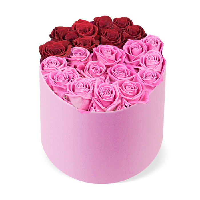 Viewed from a slightly elevated angle, this luxurious arrangement sits in a D-shaped blush box, its soft pink velvet catching the light with a quiet glow. The top opening is densely packed with tightly bloomed roses, and the two-tone division is bold and elegant. The upper back segment features about a dozen deep crimson roses, almost crimson in hue, symbolising classic romance and passion. The front two-thirds form the larger lower section, filled with numerous vivid fuchsia-pink roses that create a striking contrast. Each bloom presents perfectly bloomed, with tightly layered petals and no visible foliage, allowing the color to speak loudly. The box itself-softly curved at the front with a flatter back-contributes a sculptural silhouette that makes the arrangement a striking centerpiece. Against a pristine white background, the colour drama reads clearly: crimson at the rear pairing with lively pink in the foreground. This gift of romance and luxury suits Valentine's Day, anniversaries, birthdays, or a refined home display. In Mill Hill, it lends itself to elegant dining tables or console setups, where it invites admiring glances and warm smiles. The craftsmanship exudes premium quality and lasting beauty, and delivery across the local area is a simple, thoughtful option for any special occasion.
