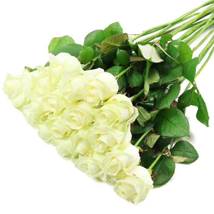 This image features a luxurious diagonal arrangement of white roses laid against a pure white background, as if just completed by a skilled florist in Mill Hill and set down for quiet contemplation. In the foreground, toward the lower left, a dense group of approximately two dozen rose blooms forms the visual centre. The flowers are a harmonious mix of tight buds and partially opened blossoms, their petals rolling outward in smooth, layered spirals. The colour palette is restrained yet rich: predominantly white, softened by gentle creamy undertones and occasional hints of pale yellow or green deep within the centres. These tonal variations suggest that the roses are freshly cut and at their prime, ready to be incorporated into a bridal bouquet or a sympathy tribute. From this cushion of petals, long, robust stems sweep diagonally to the upper right, forming a structural counterbalance to the delicacy of the blooms. The stems are a deep, natural green, dotted with clusters of healthy leaves that provide texture and depth. The foliage is lush and varied, some leaves a rich, dark green while others carry a slight reddish cast along the edges, hinting at new growth. The lighting is soft yet bright, like daylight pouring through a window in a Mill Hill home, accentuating each curve, fold, and subtle shadow. The overall mood is serene, elegant, and contemplative, echoing the tranquillity of Mill Hill's residential streets and nearby countryside views. This bouquet would feel perfectly suited to weddings, anniversaries, or moments of remembrance across Mill Hill, effortlessly conveying purity, love, and dignified respect through the timeless beauty of white roses.