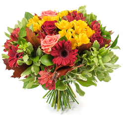 An exuberant, professionally hand-tied bouquet rendered in the warm palette of fall stands plainly against a stark white background, each flower and leaf described with clarity. Dominant in the design are deep, velvety red roses and bold burgundy Gerbera daisies - the Gerberas' broad rays and shadowed centers anchoring the eye while the roses offer layers of folded texture from tight buds to open blooms. Bright yellow spray chrysanthemums are clustered throughout like small suns, their multi-petaled faces adding lively punctuation and tactile interest. Blush-coral roses and soft peach tones nestle between these stronger colours, giving the bouquet a gentle, romantic undertone; red-and-orange alstroemeria with fine stripes inject a crisp, decorative pattern and a touch of whimsy. The blooms rest among a generous assortment of foliage: glossy dark green leaves provide structure, lighter green or variegated leaves add contrast, and several large, coppery-red autumn leaves - reminiscent of oak or maple - are placed to emphasise the seasonal theme. The stems are tightly gathered at the base, visible as a fresh green bundle that confirms the hand-tied technique and allows the bouquet to be carried or set as a centerpiece. In natural studio light the petals exhibit a soft sheen and you can imagine a faint warm fragrance. As a local arrangement prepared for Mill Hill homes near Mill Hill Village, this bouquet from Flowers Mill Hill at flowersmillhill.info suggests harvest gatherings, Thanksgiving centrepieces, or a comforting seasonal gift - available for careful local delivery and styled to feel at home on any autumn table.