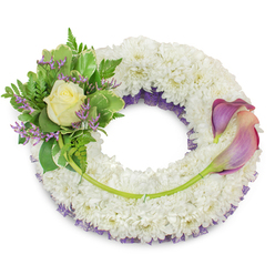An elegant sympathy wreath composed of countless white chrysanthemum florets, tightly assembled to form a full, pillowy ring that suggests peace and reverence. Subtle beneath the white perimeter, a band of deep purple mesh or netting appears along the inner circumference, adding depth and a refined hint of colour that frames the arrangement. On the upper-left quadrant a compact cluster is carefully arranged: a single, perfectly formed cream or pale yellow rose unfurls at the centre, surrounded by an assortment of lush green foliage - including variegated leaves edged in lighter tones and delicate, feathery fern fronds - which together create a natural, reassuring cradle. Interspersed through this greenery are thin sprigs of lavender-purple statice, their tiny blossoms contributing a muted, textured accent.

To the right, from roughly the two o'clock to five o'clock positions, two graceful calla lilies arc across the lower-right sweep of the wreath; their surfaces show a gentle gradient from deep purple at the tips to a soft peach-pink or blush toward the bases, and their bright green stems are woven into the chrysanthemum foundation to produce a flowing line. A single longer stem reaches across the bottom, tied for stability and visually connecting the two floral groups. Shot on a clean white background with balanced lighting, this composition - prepared with local care by Flowers Mill Hill for memorial services in Mill Hill and surrounding streets such as Bittacy Hill and The Ridgeway - conveys solemnity, enduring love, and calm.
