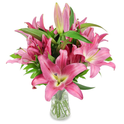 A striking composition of pink oriental lilies, artfully arranged in a clear glass vase and photographed against a crisp white backdrop, this bouquet radiates confident, joyful colour. The blossoms range from saturated fuchsia to rosy blush, each large, six-petaled flower curving gracefully to expose a pale, chartreuse-yellow throat that blends into creamy ivory, accented by prominent dark burgundy anthers heavy with pollen-a sign of botanical vitality and freshly cut stems. Scattered among the open flowers are several elongated buds at varying stages of opening: pale, slender tips, deeper pink swaddles, and a few with tiny green points, all promising days more fragrance and form. Rich, deep green foliage of lance-like leaves creates a structured, verdant frame for the pink heads, and the transparent vase reveals the clean water and carefully shortened stems beneath, a quiet testament to thoughtful preparation. The studio light skims the waxy petal surfaces, enhancing their velvety texture and suggesting the bouquet's heady perfume without overwhelming the senses. It's a piece that reads as celebratory yet composed-equally suited to a birthday table in Mill Hill Village, a Mother's Day surprise for someone near Bittacy Hill, or a refined gift arriving at a Mill Hill Broadway address. The overall mood is one of unfolding life and generous colour, presented with the calm confidence of skilled floristry.