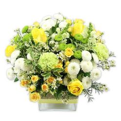 A generously filled floral arrangement stands in a sleek square glass vase, photographed against a pure white background so each petal, leaf, and colour can be appreciated in detail, as if you were viewing it up close in a Mill Hill florist's studio. The bouquet forms a rounded, bountiful dome of fresh blooms in yellow, white, and green, giving an impression of abundance without feeling heavy. Yellow roses, along with clusters of smaller yellow spray roses, are scattered throughout the composition, their layered, velvety petals suggesting warmth, optimism, and heartfelt wishes. Between them, white pompom chrysanthemums sit like tiny cushions, their compact, globed forms adding a calm, grounding element. To lift the design and add a contemporary note, bright lime green button chrysanthemums and more softly ruffled pale green flowers-similar to decorative green carnations-are tucked between the larger blooms, their lively tones recalling the fresh, grassy feel of Mill Hill's open spaces. The bouquet is bordered with a rich variety of foliage: broad, dark green leaves, variegated leaves with creamy white margins, and slender, feathery greens that reach out lightly beyond the flower mass. Small starry white filler flowers are sprinkled throughout, catching the eye and enhancing the sense of intricacy and care. The clear glass vase reveals the cleanly cut stems and is encircled at its centre by a band of rustic, woven natural fibre, overlaid by a slim lime green ribbon tied horizontally, pulling together the green accents from the blooms and foliage. This thoughtful design feels both cheerful and soothing, perfect for sending as a "thinking of you" surprise, a housewarming gift in NW7, or a refined floral accent for a Mill Hill office reception or living room.