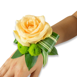 The quiet poetry of this wrist corsage is found in its subtle harmonies: a creamy, apricot-toned rose sits at the centre, its petals unfurling with the gentle warmth of a late spring dusk. Two lime-green button chrysanthemums tuck beneath the bloom, their compact, pom-like forms offering playful texture that contrasts with the rose's smooth, enveloping curves. A variegated leaf, striped in pale and deep green, is artfully folded into an elegant arc, introducing a modern, graphic line that lifts the composition and lends a sense of movement across the wrist. Underneath, broad, glossy leaves - likely ruscus or salal - create a lush, supportive bed, their deep green tones adding depth and framing the flowers with a natural rhythm. The corsage sits on living skin, its scale intimate and deliberate, designed to be felt as much as seen: soft petals against the wrist, the slight crispness of chrysanthemum florets, the cool sheen of structured foliage. The scent is faintly floral with a green undertone, like a garden path after a morning cut, and the overall mood is tender, celebratory, and composed. As a local Mill Hill florist might note, this piece is equally suited to a summer wedding in the village hall or a prom photo under the trees near Bittacy Hill; it reads as refined yet approachable. The craftsmanship is careful but not fussy, an accessory made to accompany real moments - vows, dances, and those small, held breaths that become memory.