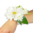 A pristine white wrist corsage rests gently on the inner forearm of a person with fair skin, set against a bright, neutral white backdrop that keeps the focus on the flowers. At the centre sits a large, immaculate white Gerbera daisy whose many silky petals fan out in a nearly perfect circle from a soft yellow-green disc, the textured centre adding a subtle contrast like a sunlit pincushion. Surrounding the Gerbera are clusters of smaller, fluffy white chrysanthemum-style blooms and a few creamy lisianthus buds and open blossoms that introduce soft, layered contours and a whisper of ivory warmth among the pure whites. Deep, glossy Ruscus or salal leaves tuck beneath and arc slightly along the wrist, their rich emerald tones grounding the composition and giving the corsage a fresh, sculptural backbone. The bouquet is secured to the wrist with a refined multi-strand band of tiny white pearl beads that catch the light with a gentle, vintage sheen, sitting like a string of quiet heirlooms against the skin. In soft daylight-imagine a late-morning glow from a Mill Hill window-the petals look cool to the touch and faintly verdant in scent, the impression of fresh lawns and cut stems mingling with a distant floral sweetness. This elegant wearable arrangement evokes quiet celebration-suitable for brides, bridesmaids, proms or graduations-and reads as both classic and tender, a small living memory fastened at the wrist for a meaningful walk down an aisle or a dance under warm lights in Mill Hill Village.