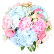 Captured against a clean white background, this bouquet feels like a soft pastel daydream transported straight into a Mill Hill living room. The main impression is one of airy romance, led by generous blush pink peonies whose fully open, ruffled petals create deep, cushiony layers of texture, each bloom resembling a delicate silk rosette. Sitting alongside them, rounded clusters of sky blue hydrangea spread out like gentle clouds, their many tiny petals forming plush domes that bring both volume and tranquillity to the design. Dotted delicately throughout are small spray roses in tones of blush pink and creamy yellow, some still in compact buds, others partially opened to reveal finely layered spirals, adding intricate detail and a sweet, traditional charm. A handful of hot pink calla lilies arc through the arrangement, their sleek, trumpet-shaped blooms and rich colour adding a contemporary flourish and drawing the eye through the bouquet. Tucked around and between the flowers, silvery Dusty Miller foliage with its velvety, lobed leaves contrasts softly with deeper green accents, offering cool tones and extra texture without disturbing the pastel harmony. The bouquet is gathered into a perfectly rounded form, appearing both abundant and thoughtfully arranged, as though prepared for a special dinner near Mill Hill Park or a milestone celebration in a family home off Dollis Road. With its gentle blend of pinks, blues, and soft creams, and the mix of peonies, hydrangeas, roses, and calla lilies, this arrangement conveys serenity, joy, and heartfelt affection in a beautifully understated way.
