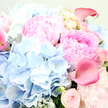 This detailed close-up invites you to almost feel the petals of an elegant bouquet, the sort of refined design you might order for a special occasion in Mill Hill. At the centre, sumptuous pink peonies open wide, layered with countless ruffled petals that give them a plush, cloud-like presence. Their shades move gently from pale blush at the edges to a more saturated rose-pink near the middle, suggesting warmth, tenderness, and quiet celebration. Embracing these focal blooms, rounded clusters of sky-blue hydrangea create a cool, soft backdrop. Each hydrangea head is composed of dozens of small florets, overlapping like delicate silk, forming pillowy shapes that contrast beautifully with the bolder peonies. Woven among them, blush garden roses contribute a timeless, romantic note; some are neat, rounded buds, while others have partially opened to display their classic spiral centres and hints of a soft fragrance. Arcing gracefully through the arrangement are striking calla lilies in richer rose-pink, close to fuchsia. Their sleek, trumpet-like forms and smooth, slightly glossy surfaces catch and reflect the light, adding a modern edge. Silvery-green foliage, possibly eucalyptus or dusty miller, peeks through the layers of petals, its velvety texture and muted tone framing the pastel palette. The bouquet feels calm yet joyful, like a breath of spring air drifting across Mill Hill's tree-lined streets or over nearby gardens. It is easy to imagine this arrangement bringing gentle beauty to a living room near Mill Hill Broadway or being placed at the centre of a family celebration, its blend of pinks and blues quietly expressing love, gratitude, and new beginnings.